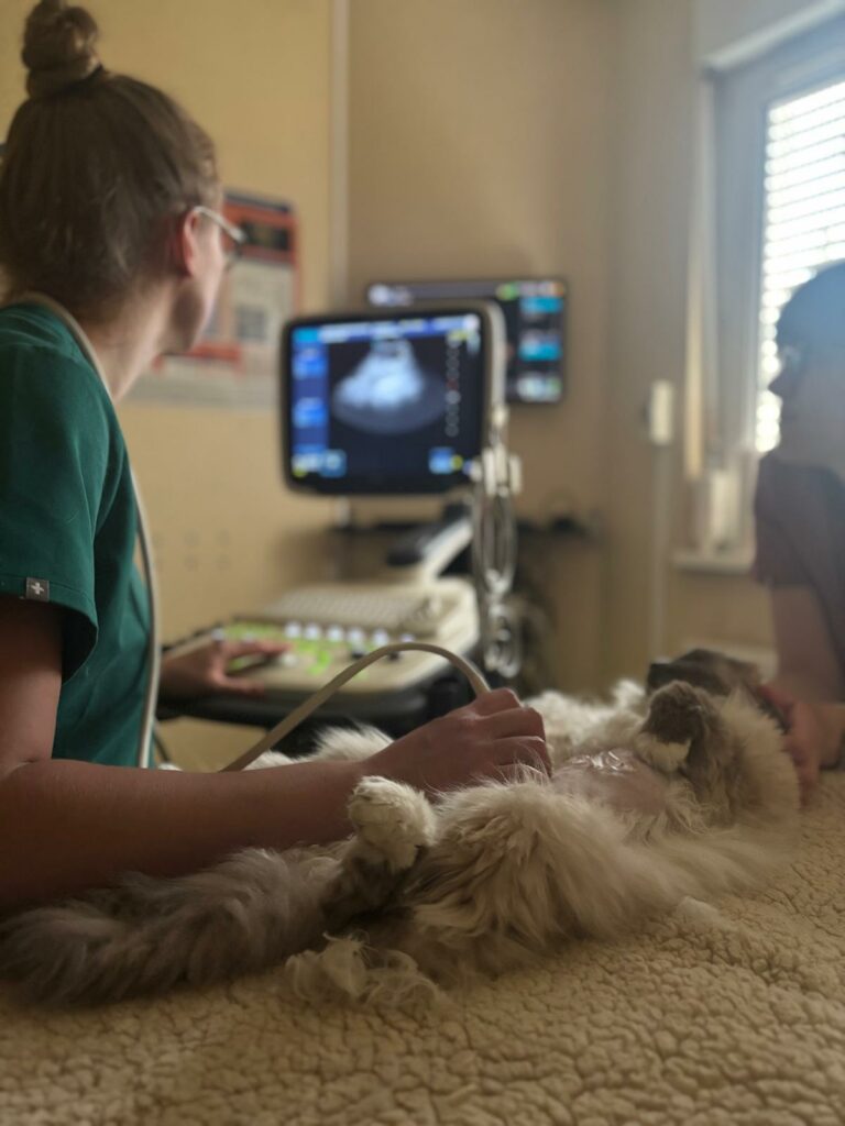 Échographie d'un chat à la clinique