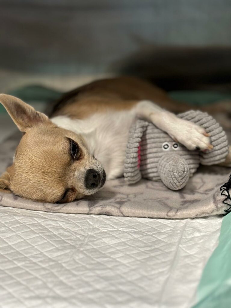Un petit chien se repose en hospitalisation
