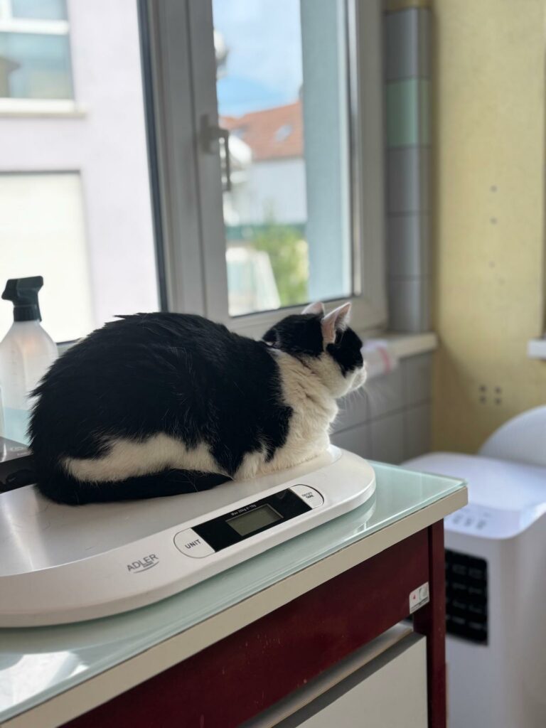 Un chat sur la balance de la clinique